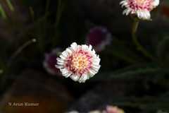 Psychrogeton andryaloides